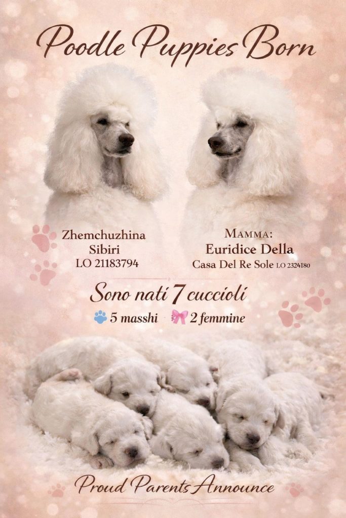 Cucciolata Barbone Grande Mole Euridice Gennaio 2026