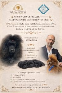 Cucciolate Gennaio 2026 Barbone Nano