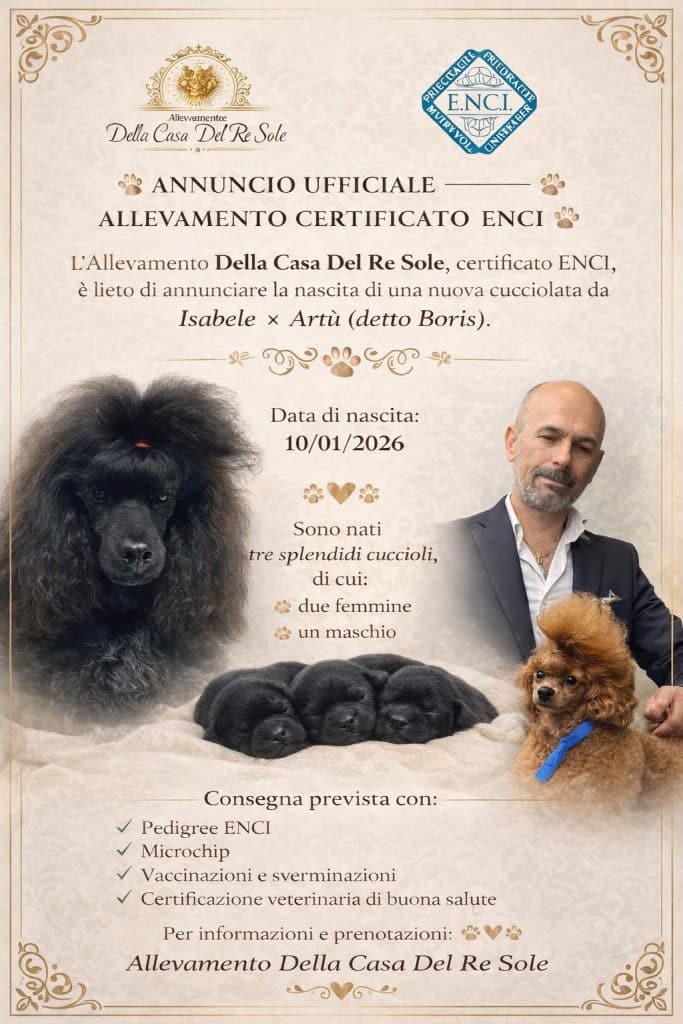 Cucciolate Gennaio 2026 Barbone Nano